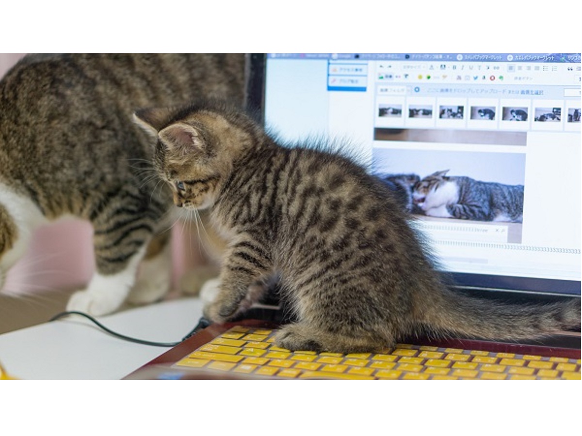 ノートパソコンと子猫
